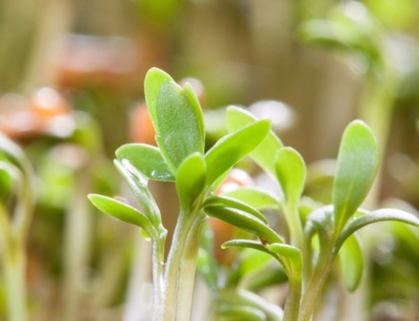 Gartenkresse ganz einfach selber ziehen!