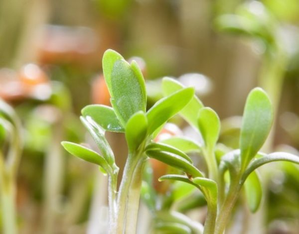 Gartenkresse ganz einfach selber ziehen!