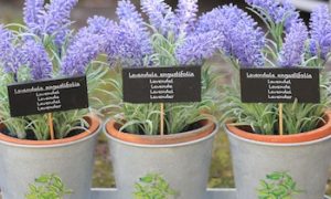 Lavendel für deine Balkon-Oase in Töpfen anpflanzen!
